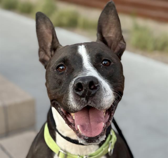 Photo of SHADOW
